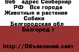 Веб – адрес Сенбернар.РФ - Все города Животные и растения » Собаки   . Белгородская обл.,Белгород г.